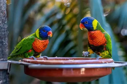 Loro Parque